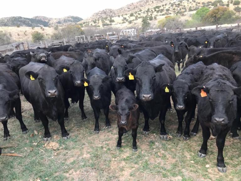 3-31-2017_Dan cattle